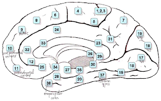 mental health of child and adolescent: anatomical regions including ...