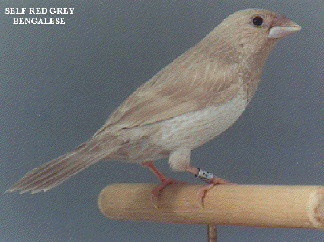 Aussie Bengos: Grey Self Bengalese 1