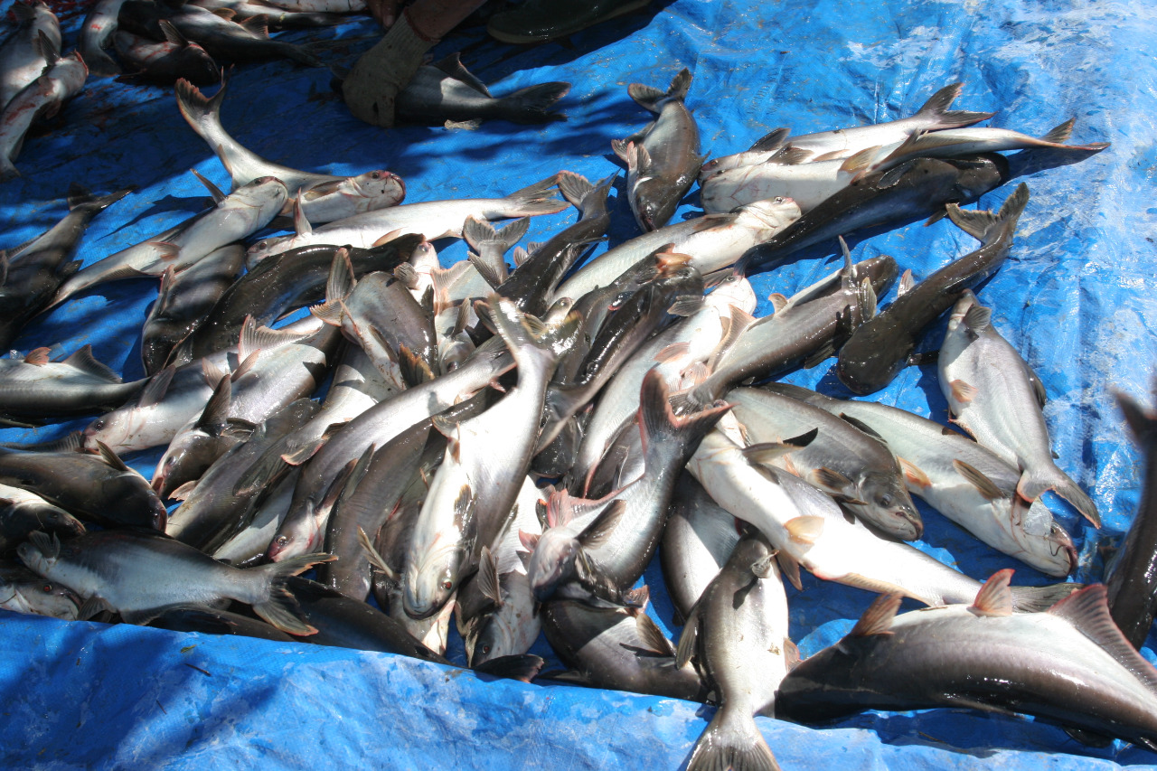 KKP Jadikan Kabupaten Lebak Sentra Produksi Ikan Patin