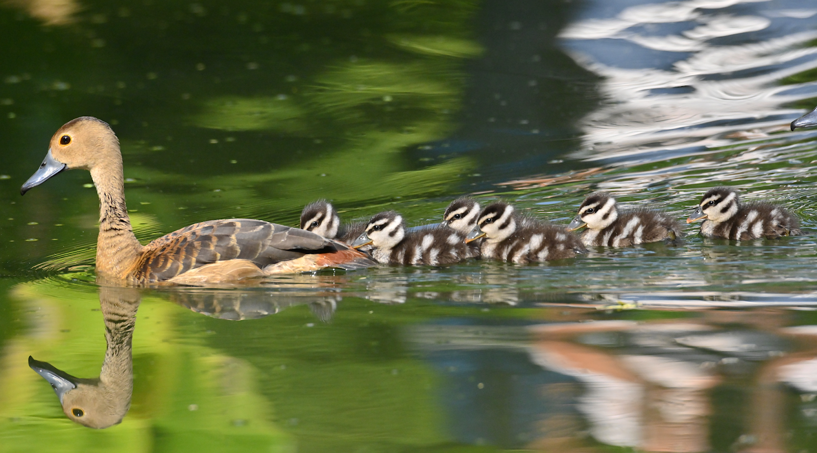 Child of Order, Servant of Chaos Cavalock and The Mystery of the