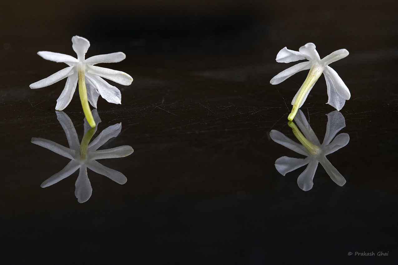 Minimalist Photography By Prakash Ghai Jasmine Flower Reflection