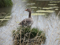 Feral Greylag goose – photographer getting too close for comfort – Kaikoura Peninsula, NZ, by Denise Motard, Feb. 2013