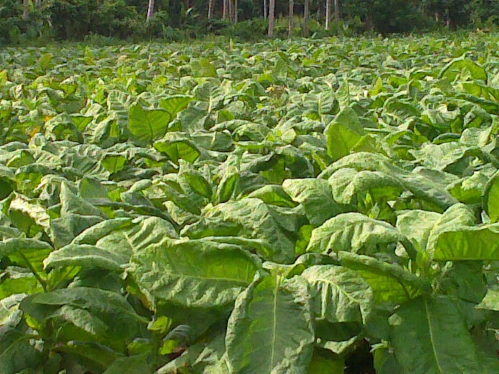 About Cigarette Machine: Ruang Lingkup Dunia Idustri Rokok