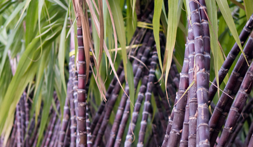 HEALTH AND SKIN BENEFITS OF SUGARCANE FACTS ABOUT SUGARCANE