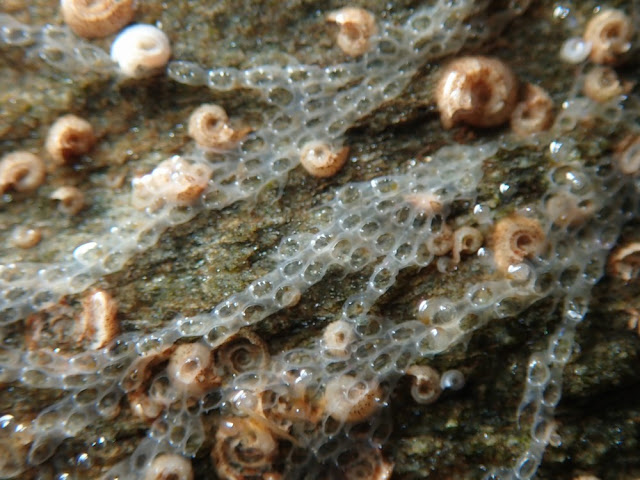 Electra monostachys Electra monostachys
