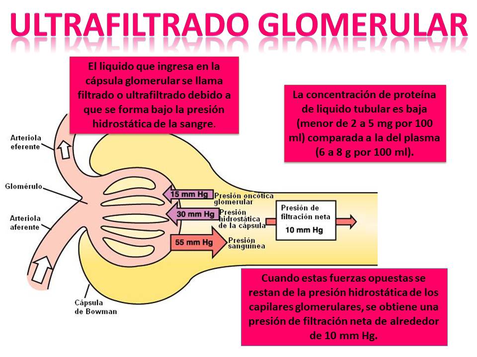 Estadística de la Enfermedad Renal en Honduras INSUFICIENCIA RENAL