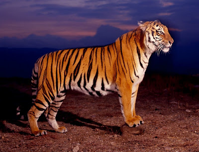 Colorido tigre embelleciendo el paisaje