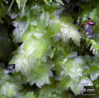 Musgo Hookeria lucens de la familia Hookeriaceae con esporofito