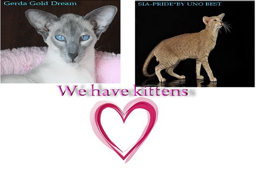 Having kittens перевод. Having kittens перевод. Having kittens перевод. Kitty have. Having kittens перевод.