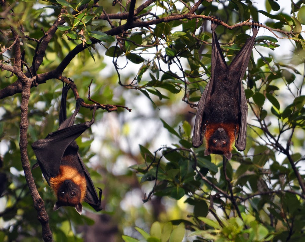 Discover Vietnam U Minh Thuong National Park Apply Vietnam visa