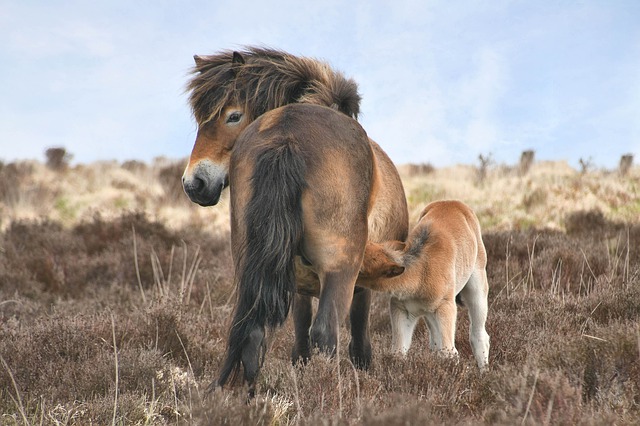 حصان إكسمور القصير أقدم مهر في بريطانيا