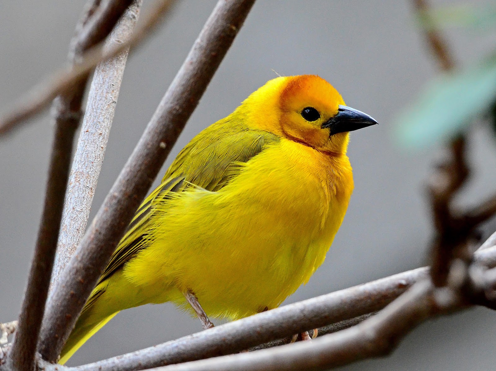 Про желтую птичку. Комнатные желтые птицы. Большая желтая птица. Толстая желтая птица. Птица с ярко желтыми глазами.