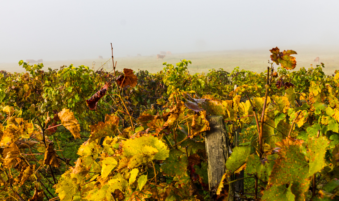 Туман в долине Туман в долине