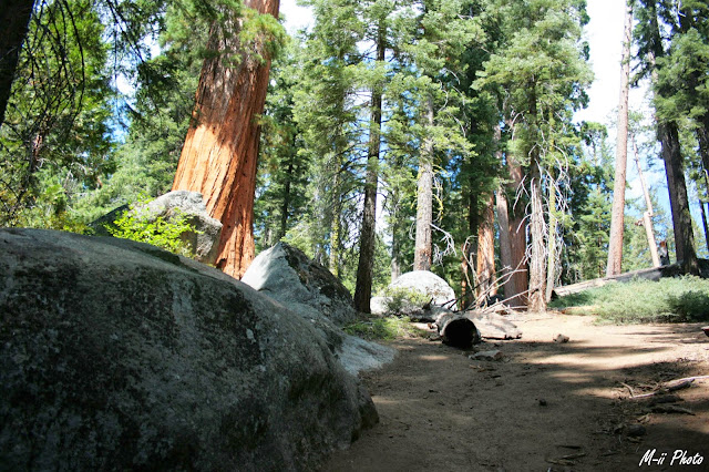 M-ii Photo : Sequoia National Park