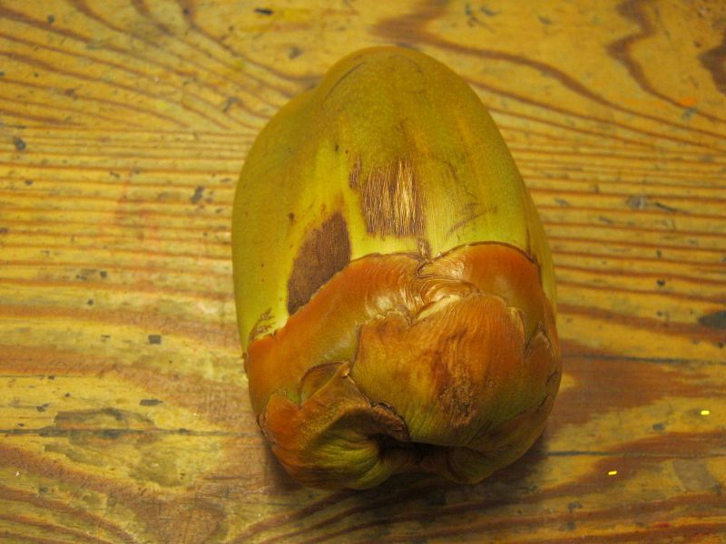 Ta gueule, c'est moi qui conduis: Le palmier ronier