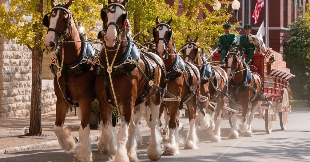 Budweiser Clydesdales Horses Take DC, April 610 DC Outlook