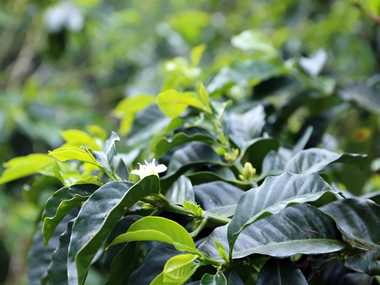 News EBONY COFFEE ニューリリース コロンビア『ラ・パルミラ農園 "Pedro Nel Betancourt"』