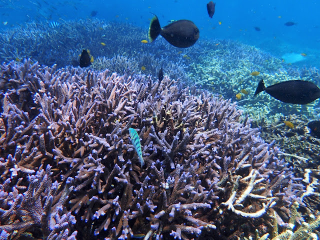 バリ島発、ギリ3島シュノーケリング専門ツアー、ポイントマップ