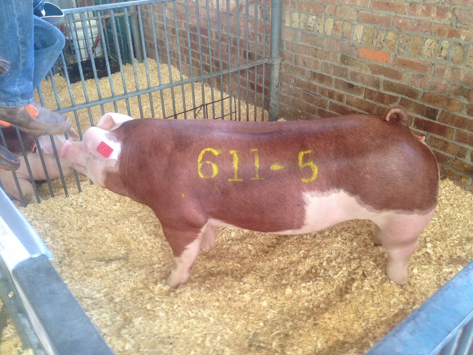 Bona Vista Farm Holly's Herefords