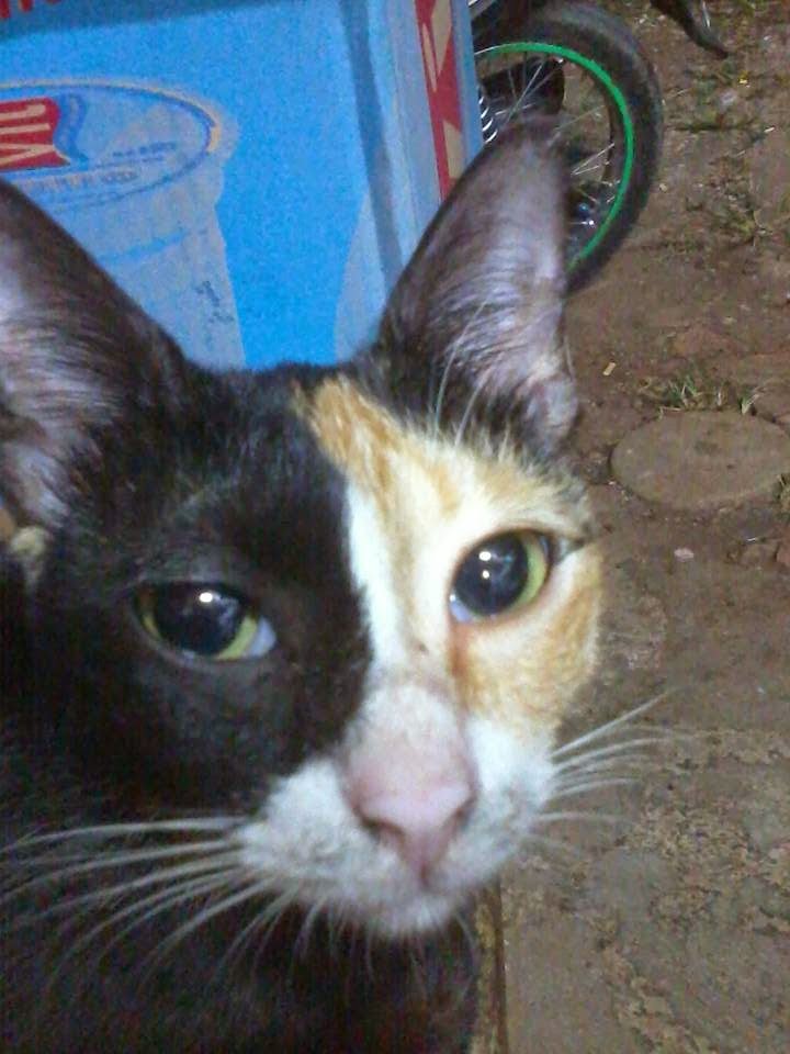 15+ Inspirasi Terpopuler Kucing Hitam Kuning