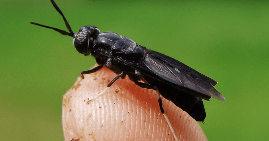 Lalat BSF (Black Soldier Fly) sebagai Sumber Protein Alternatif untuk