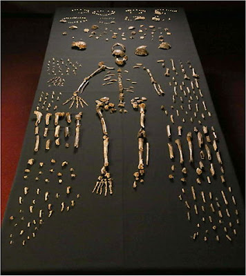 Evolutionists tried to present H. naledi as an evolutionary link, which caused controversy among both evolutionists and creationists. Now we can tell it is unimportant.