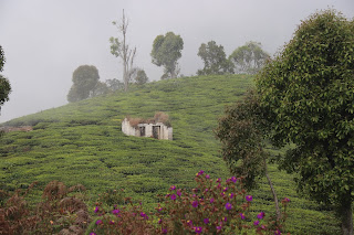 Photo of Among the Gaurs at Kotagiri 29/71 by Balachandra