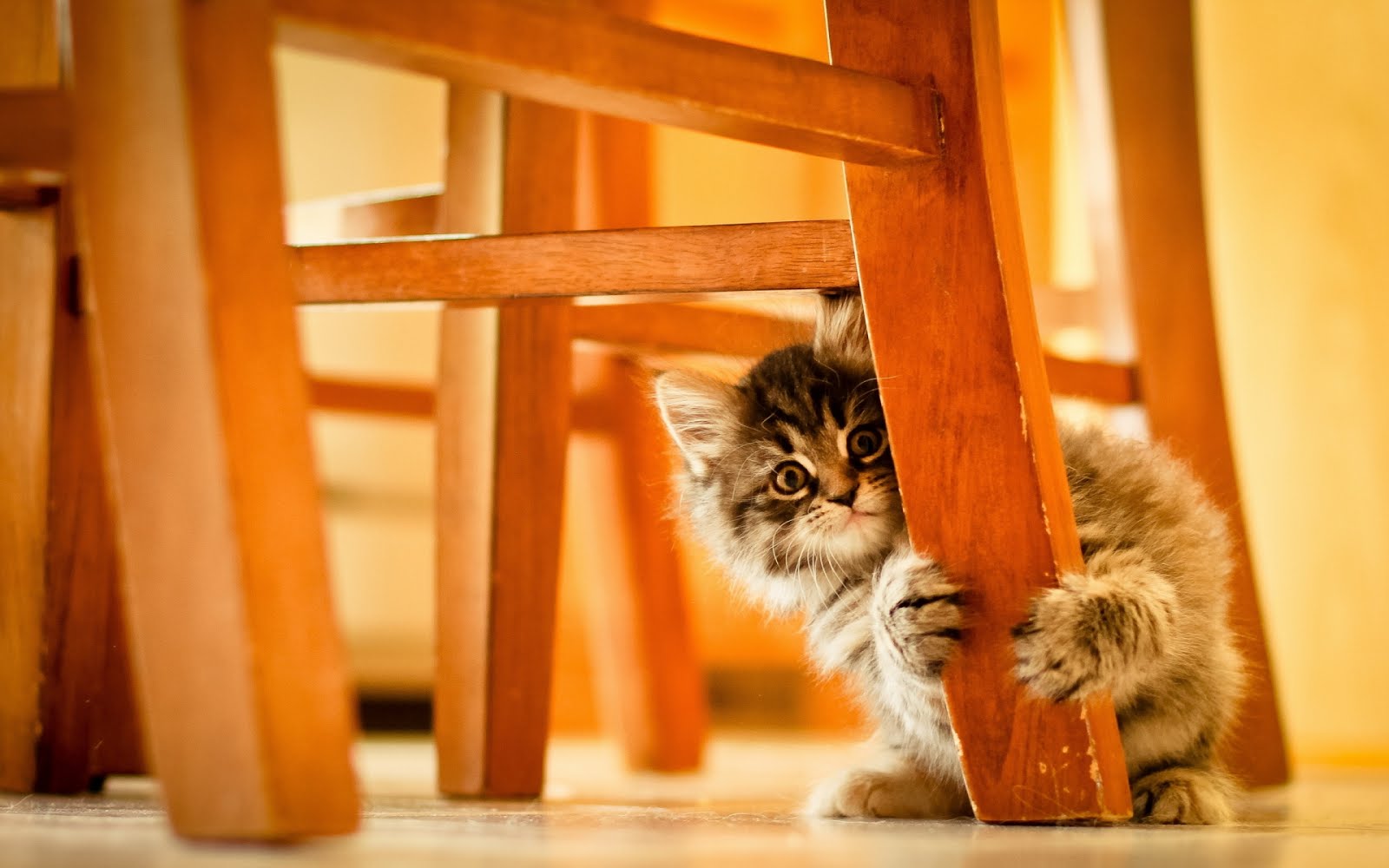 Gatito jugando con los muebles de la casa por la mañana | Wallpaper HD