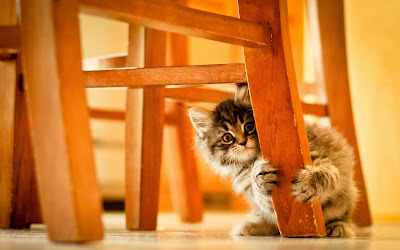 Gatito jugando con los muebles de la casa