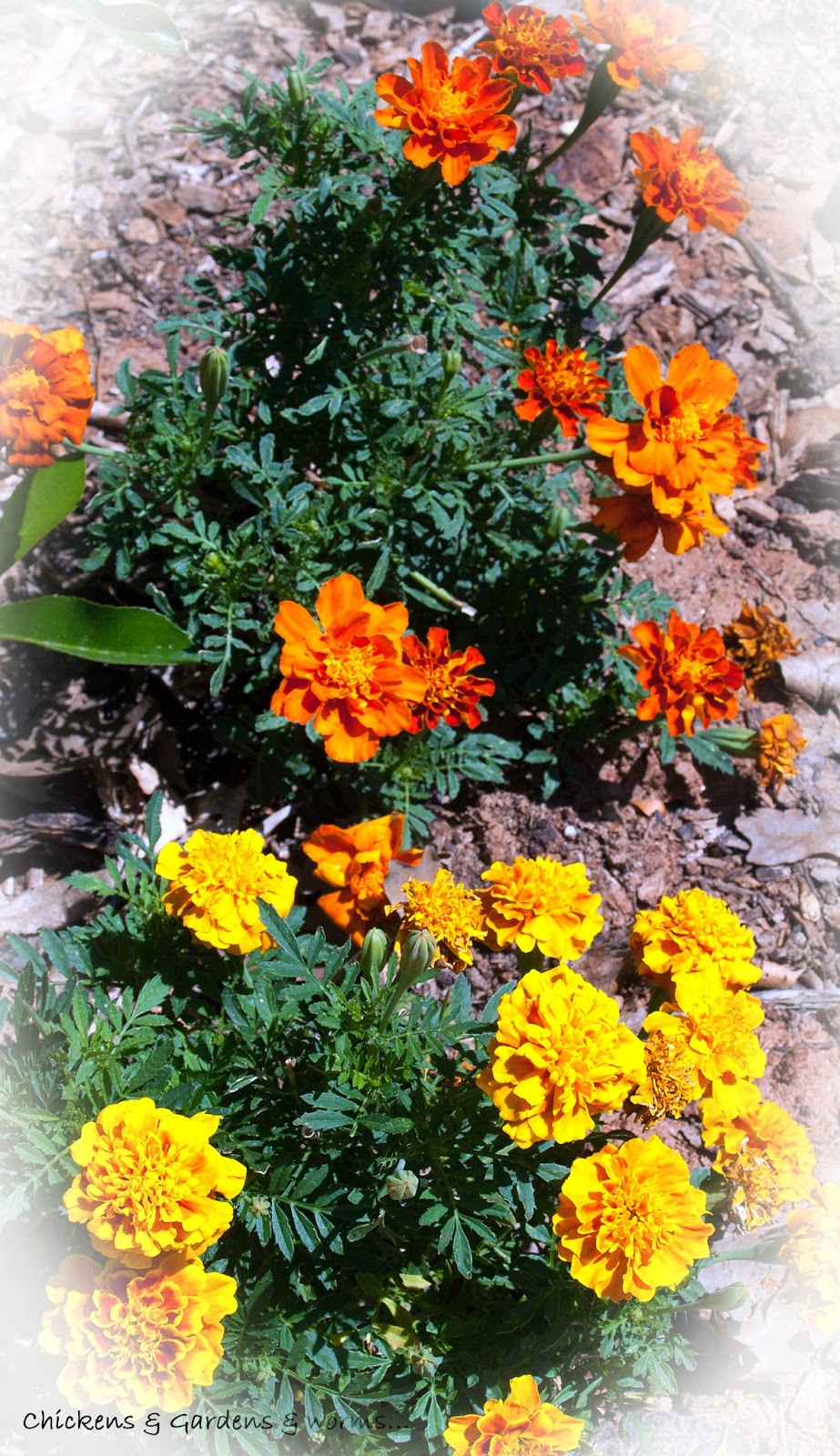 Gardens &amp; Chickens &amp; Worms, Oh My!: My Girls and Their Herbs