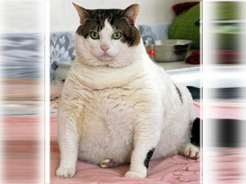 Foto-Foto Kucing Super Gendut - Iis Nurliyah