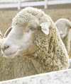 Columbia Sheep Advantages, Disadvantages, Temperament, Price