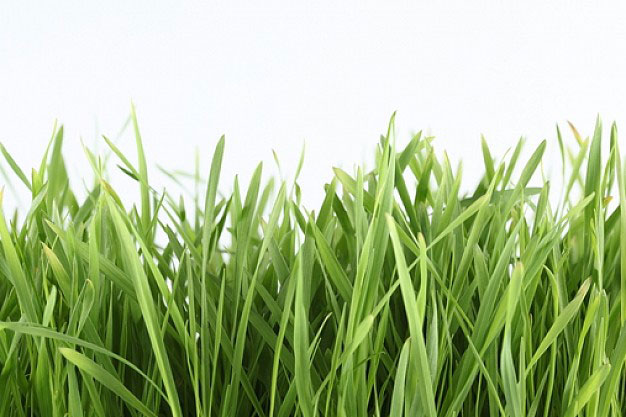 Manfaat rumput teki atau rumput liar untuk pengobatan ...