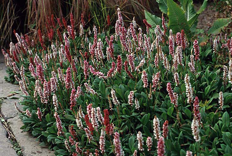 terugvallen schuintrekken rijm Beechwood Landscape Architecture and Construction: Himalayan Fleece Flower,  Featured Plant of The Day