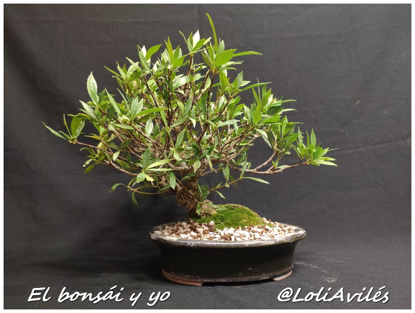 Gardenia Jasminoides Bonsai