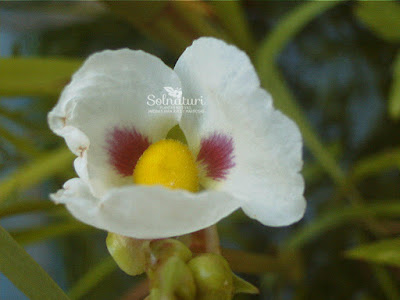 Sagitaria montevidensis Saeta