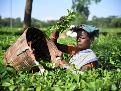 Tea export data Tea export data