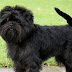 All You Need to Know About the Affenpinscher Dog Breed