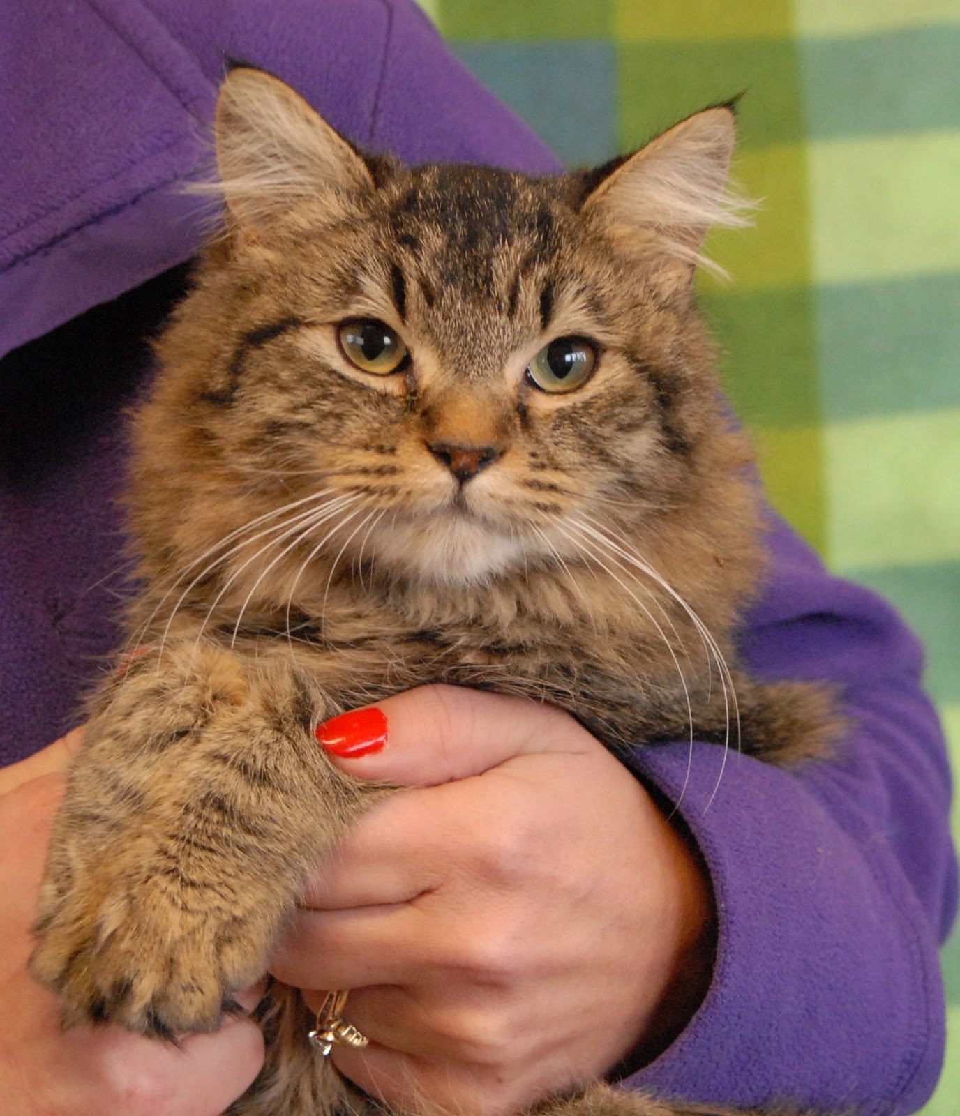 maine-coon-cats-for-adoption-cat-meme-stock-pictures-and-photos