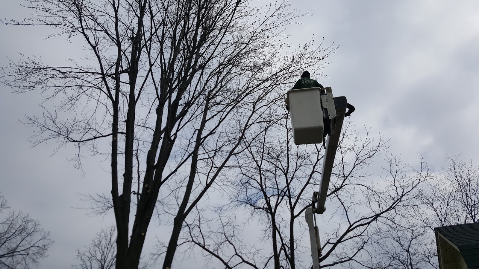 Gear Acres at Top of the Hill Tree Trimming with Precision Tree and Shrub