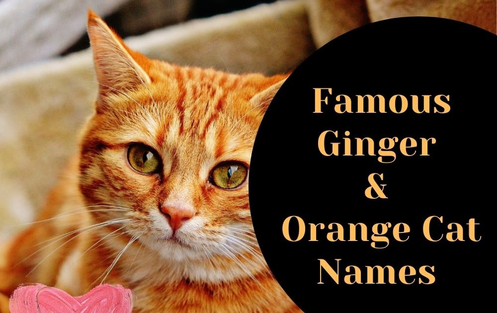 Famous Ginger And Orange Cat Names List Cool Warrior Funny 2021 Cat Names Ideas