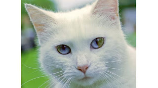 Ini Dia 8 Kucing Yang mempunyai Warna Mata Berbeda Namun Tampak Indah Ini Dia 8 Kucing Yang mempunyai Warna Mata Berbeda Namun Tampak Indah