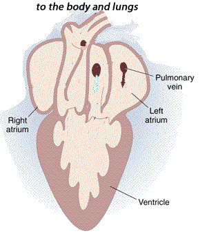 Gambar jantung amfibi, proses darah masuk Atrium (Atria) dan Ventrikel (EN: Ventricle) Amfibi.