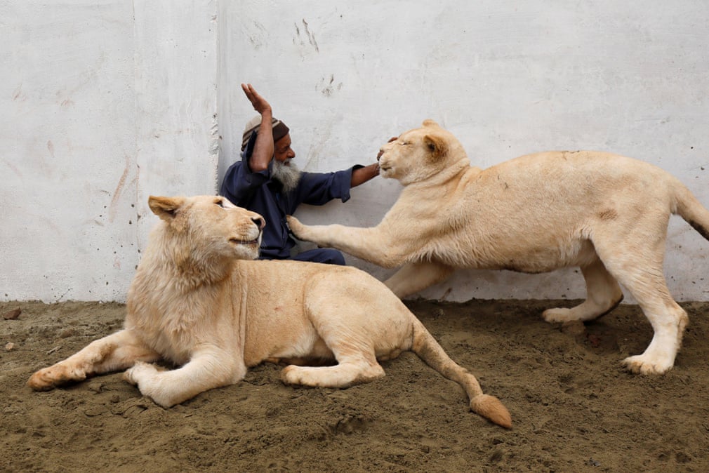 Mamy, a caretaker plays with a pair of pet lions Animals World