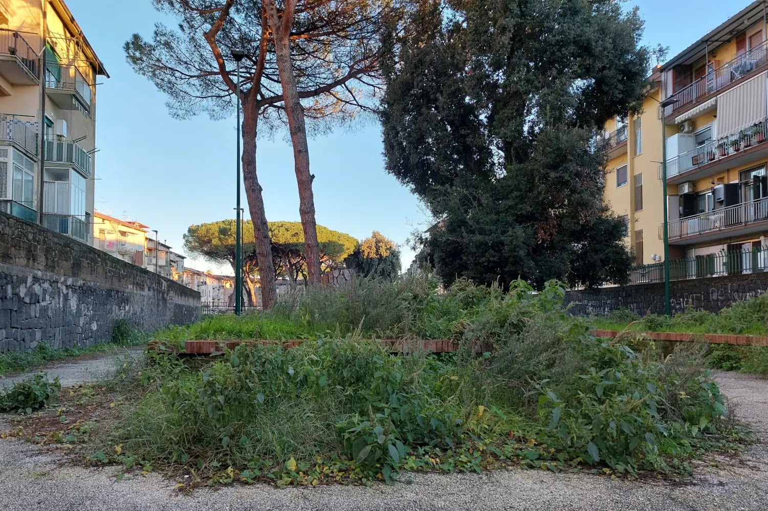 Le erbacce nella pineta di via gran sasso a Napoli