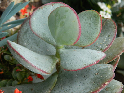 Kalanchoe thyrsiflora Paddle Plant at Etobicoke's Centennial Park Conservatory's Arid House by garden muses-not another Toronto gardening blog