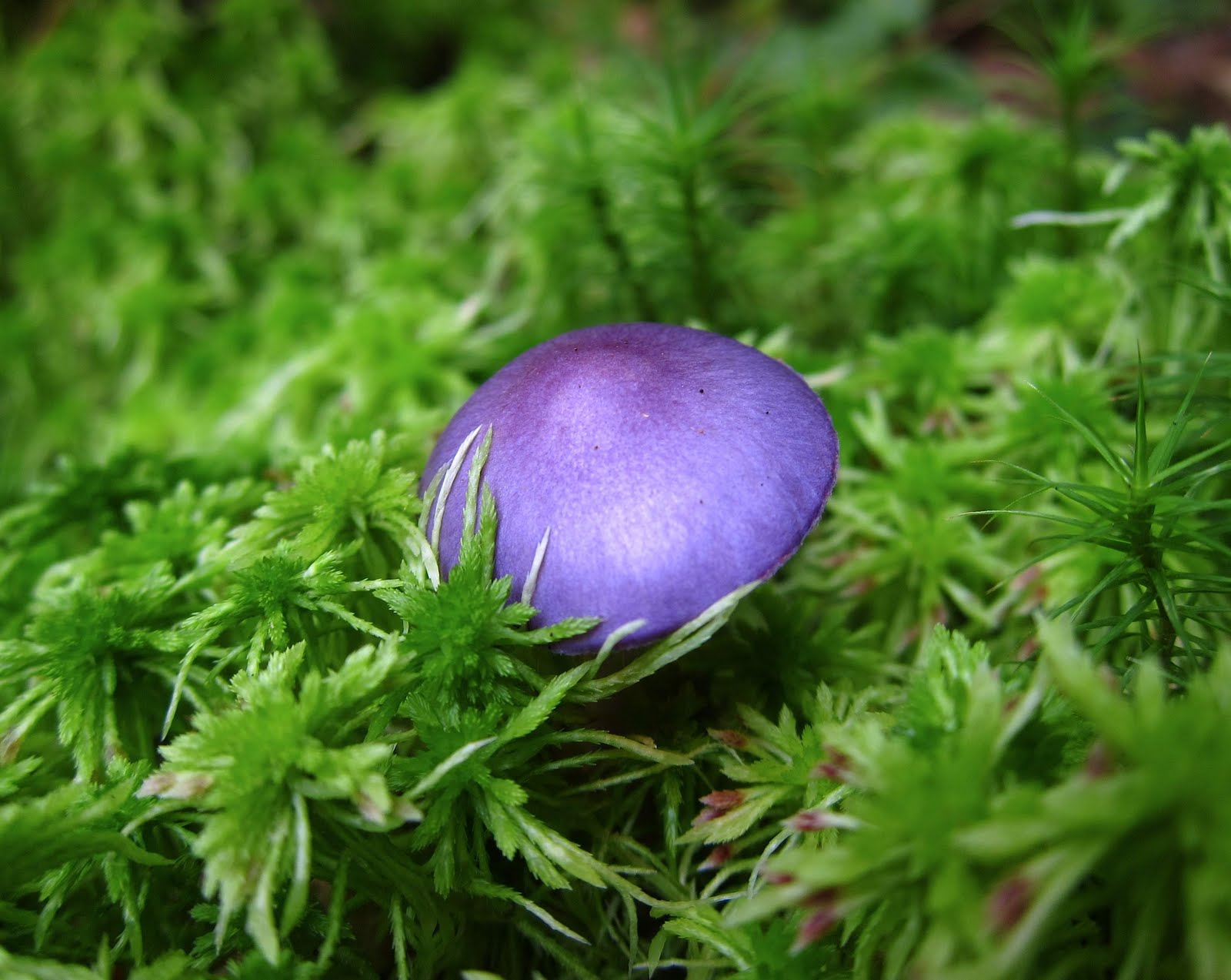 amethyst mushroom amethyst mushroom