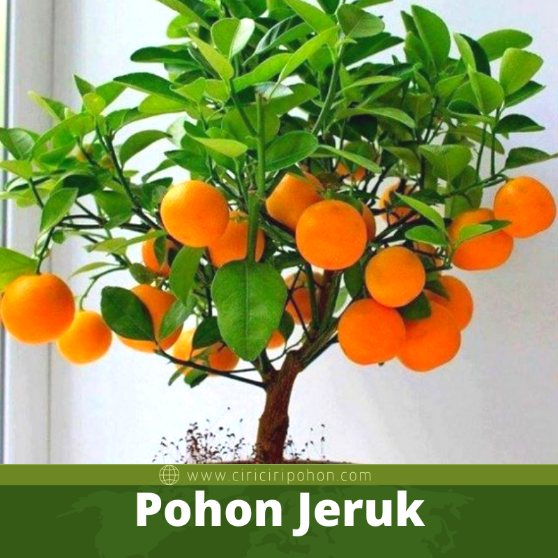 Pohon Jeruk