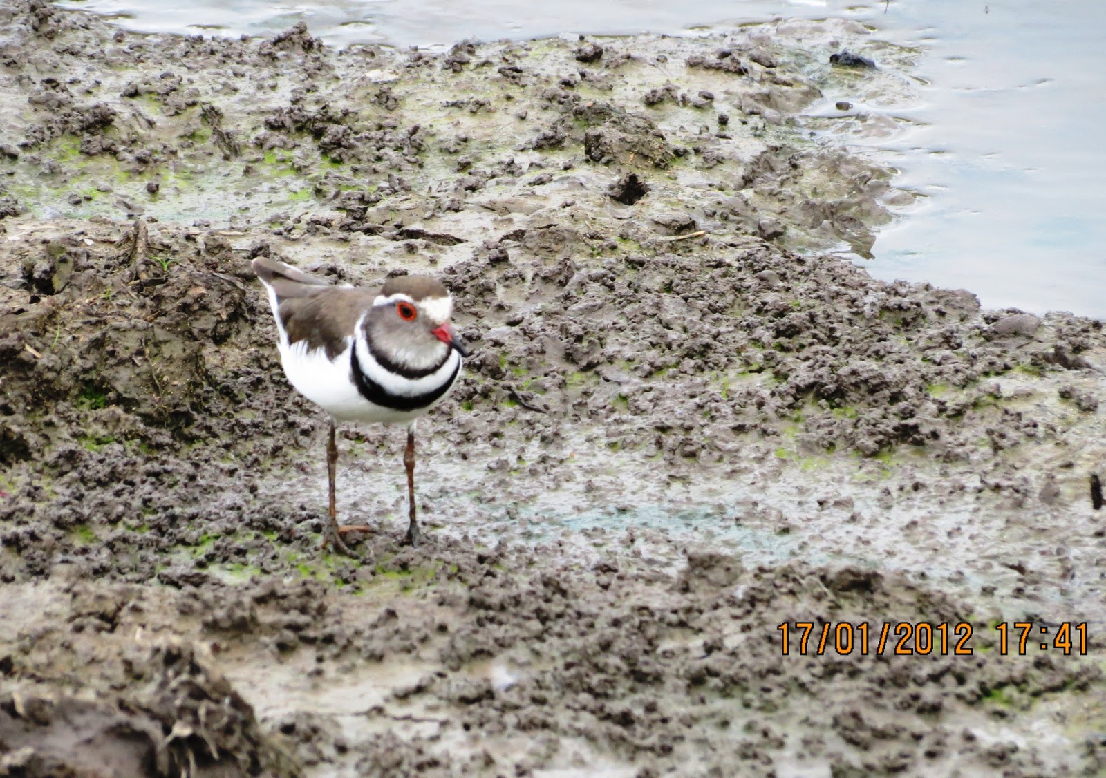 drakensview A clutch of birds and a clutch of Whitefaced duck eggs.