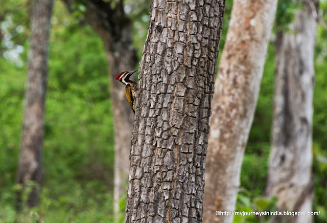 Woodpecker Bandipur Forest